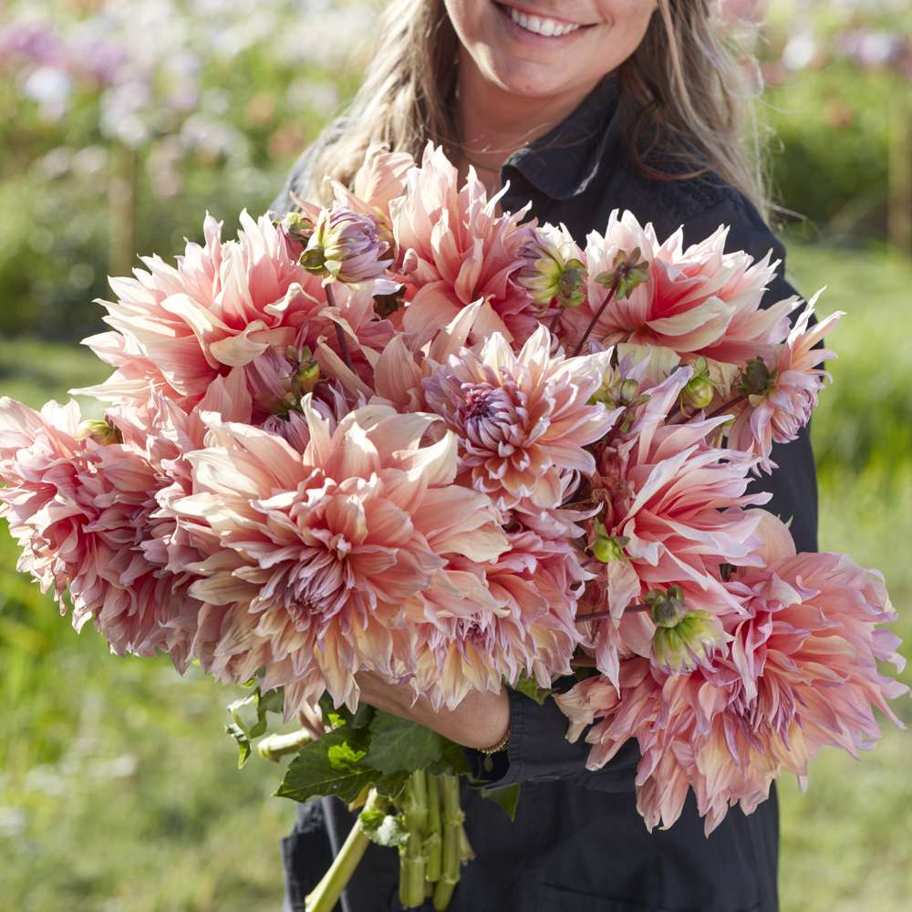 Dahlia 'Mango Madness'